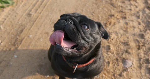 The black pug is breathing. Stock Footage 120729221