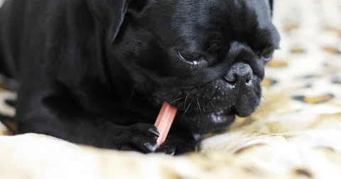 A black pug chewing on a bone. Stock Footage 140656133