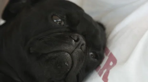 Black Pug Dog Stock Footage 59821131