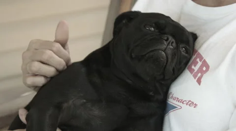Black Pug Dog Video stock 59821154