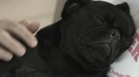 Black Pug Dog Stock-Footage 59821344