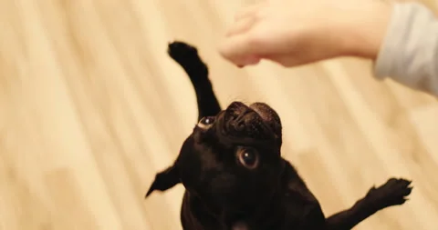 The black pug eats from hands. Stock Footage 140982888