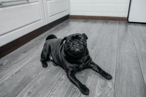 Black pug lying on the floor looking at the camera Stock Photos