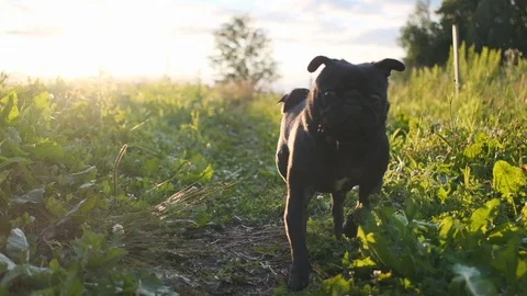 Black pug running through the grass. Slow motion. Stock Footage 112197107