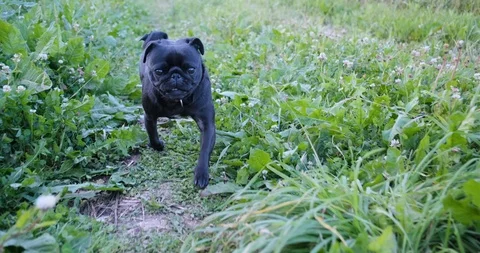Black pug running through the grass. Stock Footage 120734032