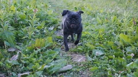 Black pug running through the grass. Slow motion. Stock Footage 121205180