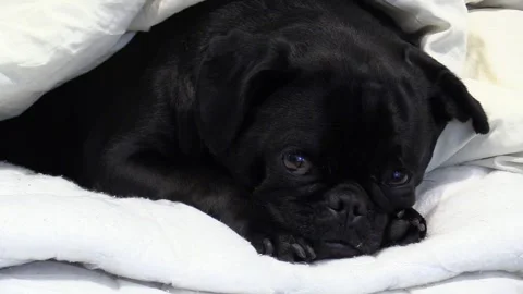 Black Pug Small Dog 動画素材 203588615