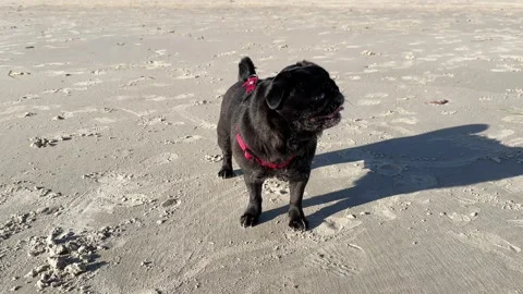 Black Pug Standing on Sandy Beach with Visible Shadow Vídeos de archivo 308760814