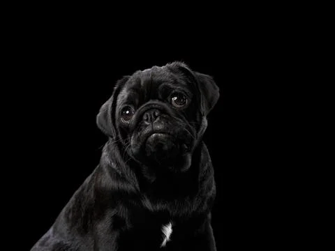 Black Pug with wrinkled expression Stock Photos