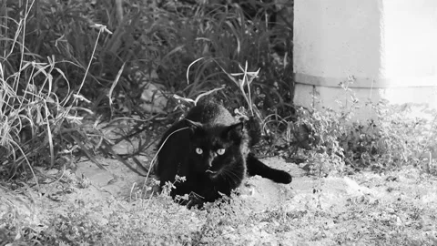 Black puma cougar cat lurking in grass Stock Video Pond5