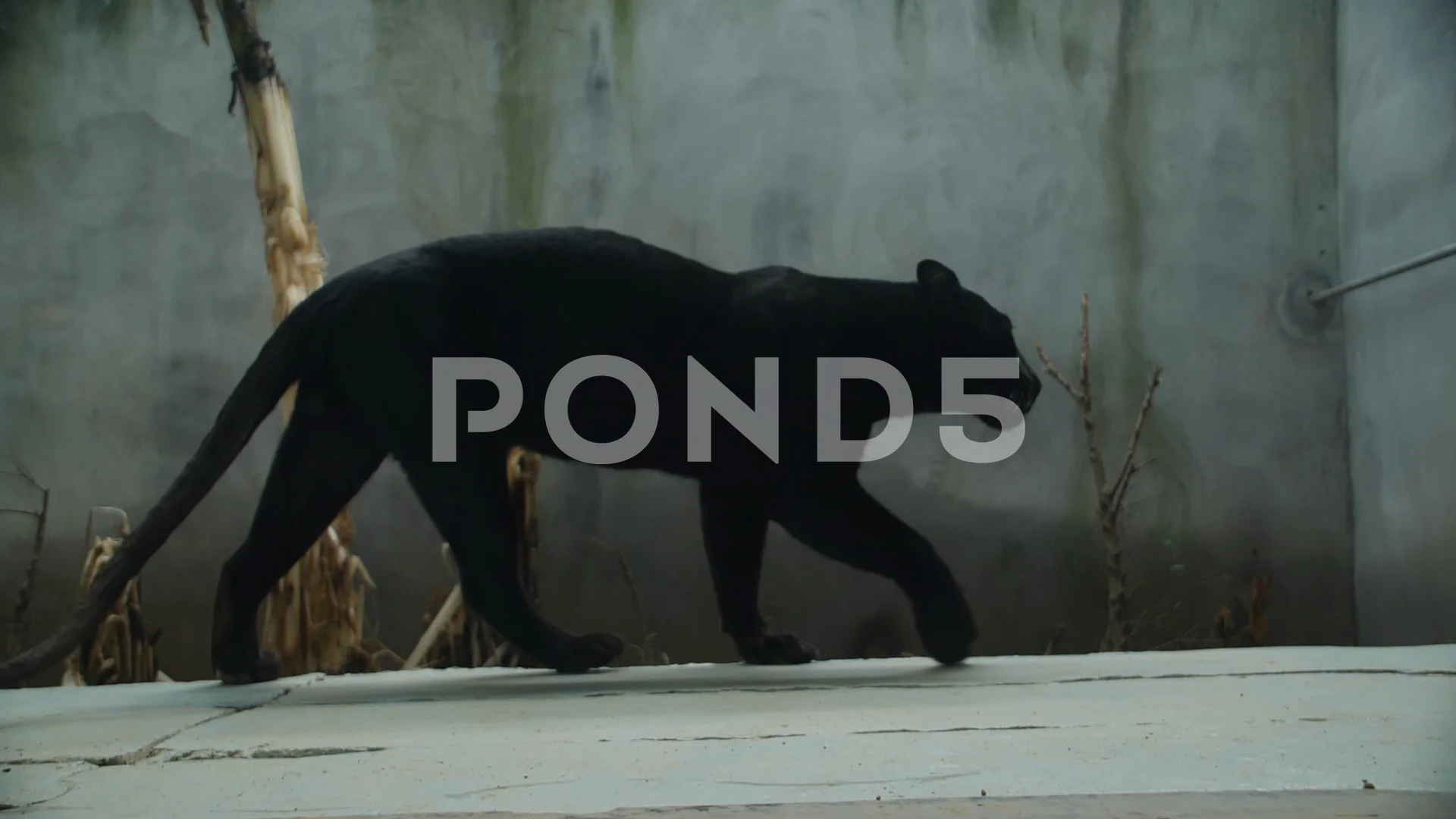 Gedwongen verkiezing residentie Black Puma walking in Extreme Slow Motio... | Stock Video | Pond5