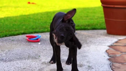 Black Puppy Dog Shaking Head in Slow Motion Stock Footage