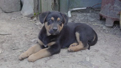 Black puppy Stock Footage 221175018