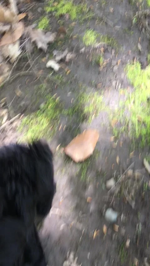 Black Puppy on Forest Trail Stock Footage 162859563