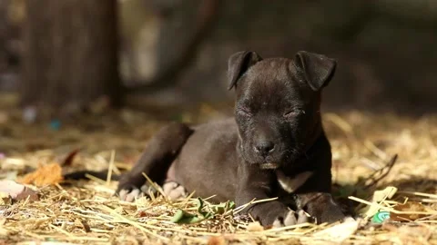 Black puppy lies in the sun pulls himself up and falls asleep Video stock 220357058