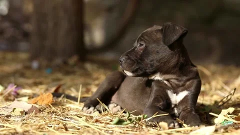 Black puppy lies in the sun pulls himself up and falls asleep Stock-Footage 220520751