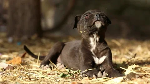 Black puppy lies in the sun pulls himself up and falls asleep Stock Footage 222814617