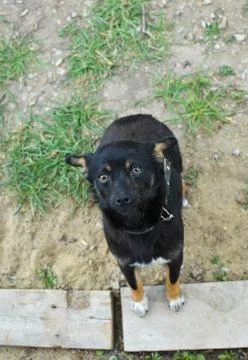 Black puppy looking to camera Stock Photos