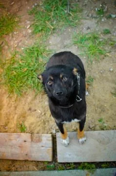 Black puppy looking to camera Stock Photos