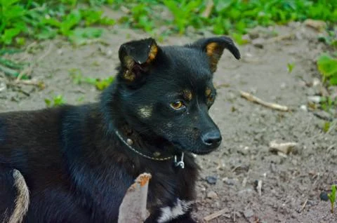 Black puppy looking to camera Stock Photos