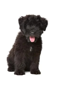 Black puppy Stock Photos