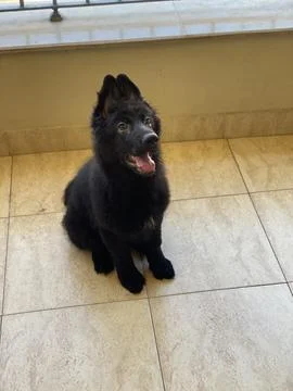 Black Puppy Posing for Camera Stock Photos