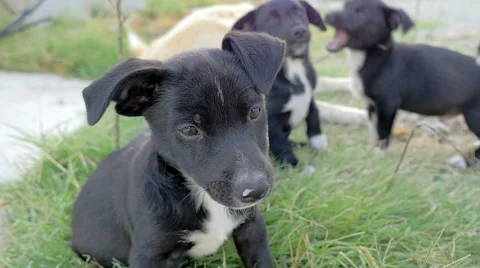 Black puppy sitting on the grass while his brothers playing behind him Stock Footage 67818111