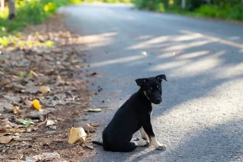 Black pupy dog sitting alone on street road. Stock Photos