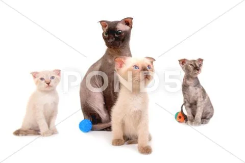 Black purebred sphinx cat with three kittens Stock Photos