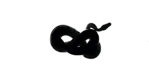 Black python silhouette on white, camera from bottom Video stock 154574495