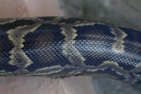 Black python snake skin Stock Photos