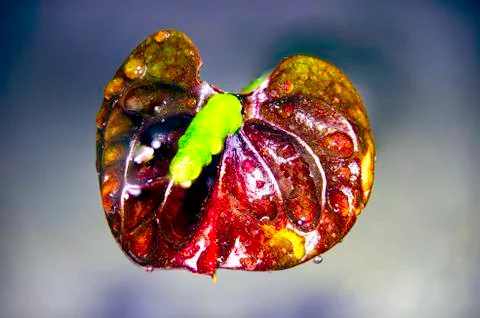 Black queen macro Foto stock