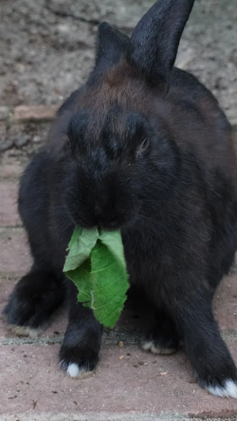 Black rabbit chewing leaf in rural farm setting Stock Footage 318380583
