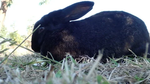 Black rabbit eat grass Stock Footage 158014191