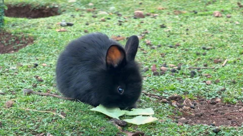 Black Rabbit Eating Cabbage Leaf On Grass Stock-Footage 341104367