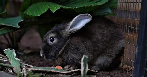 A black rabbit is eating a carrot under a tree Stock Footage 297654430