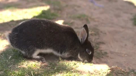 Black rabbit eating Stock Footage 10969507