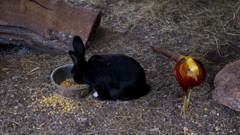 A black rabbit eats grain from a metal bowl on the ground. A colorful pheasant Stock Footage 327484944