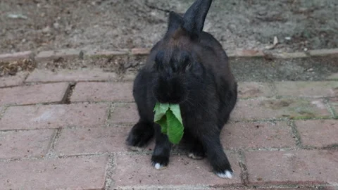 Black rabbit enjoys fresh leaf in farm setting 動画素材 317293790