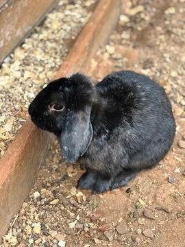 Black rabbit with floppy ears Stock Photos