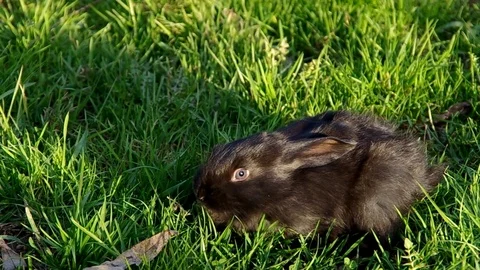 Black rabbit on the grass Stock Footage 71426656