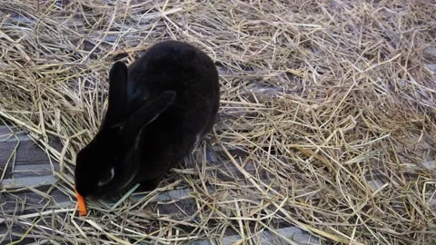 Black rabbit in the grass Stock Footage 166715821