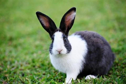 Black rabbit on grass Stock Photos