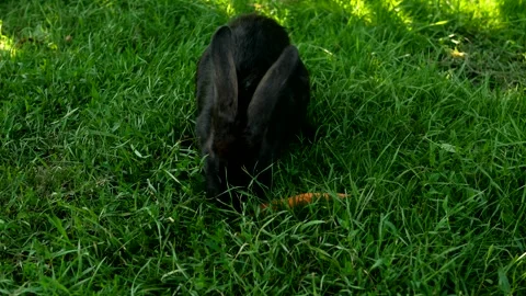 Black rabbit on green grass eats a carrot. Stock Footage 246045516