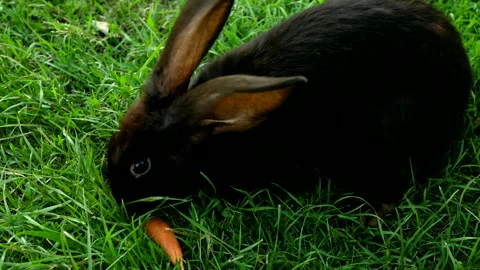 Black rabbit on green grass eats a carrot. Stock Footage 246046578