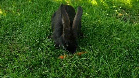 Black rabbit on green grass eats a carrot. Stock Footage 246581514