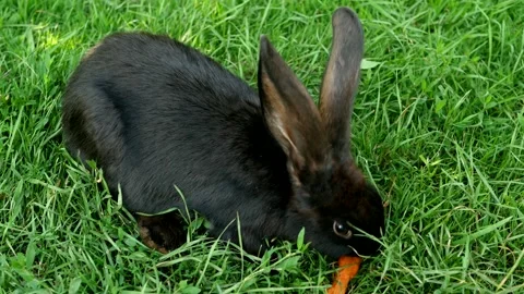 Black rabbit on green grass eats a carrot. Stock Footage 246581647