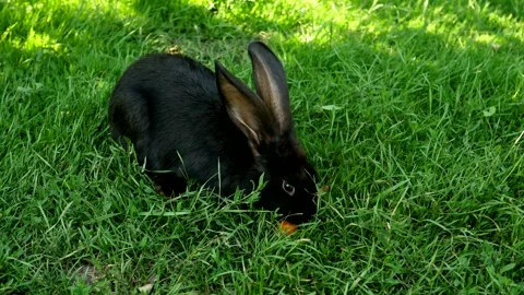 Black rabbit on green grass eats a carrot. Stock Footage 247083569