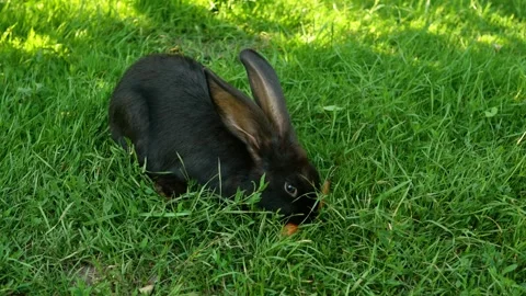 Black rabbit on green grass eats a carrot. Stock Footage 247557178