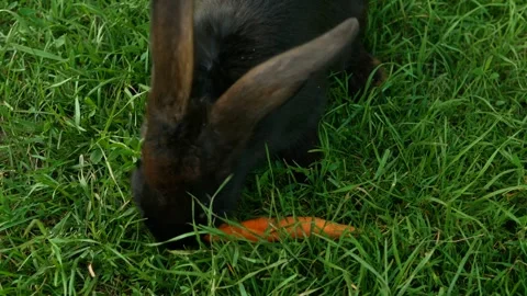 Black rabbit on green grass eats a carrot. Stock Footage 247557430